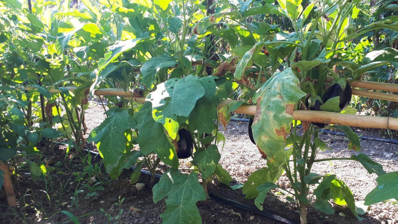 Bed & Breakfast Il Giardino Di Gabri Roma